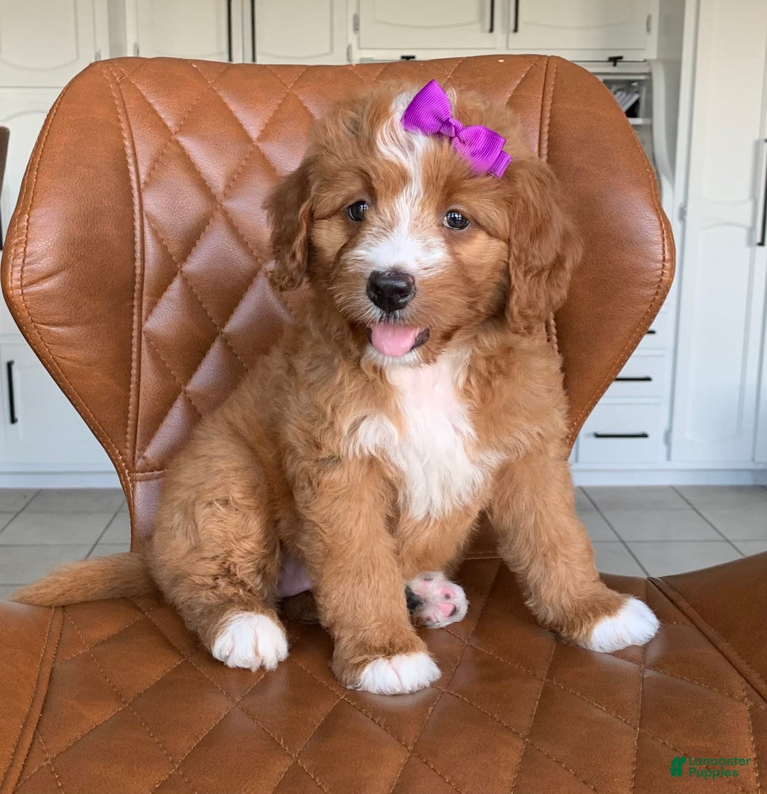 Bernedoodle dogs for sale: Autumn - Image 8