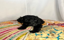 Standard Poodle dogs for sale: Fern - Image 3