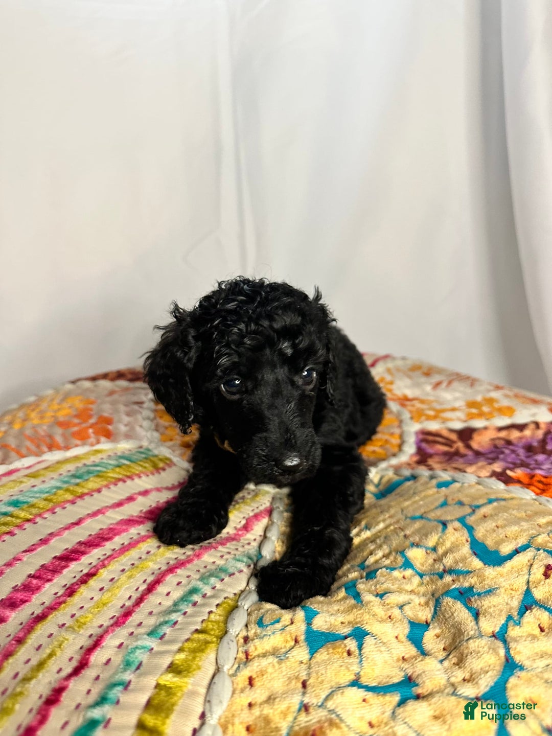 Standard Poodle dogs for sale: Fern - Image 3