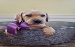 Labrador Retriever dogs for sale: Rainey - Image 5