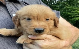Golden Retriever dogs for sale: Champ - Image 3