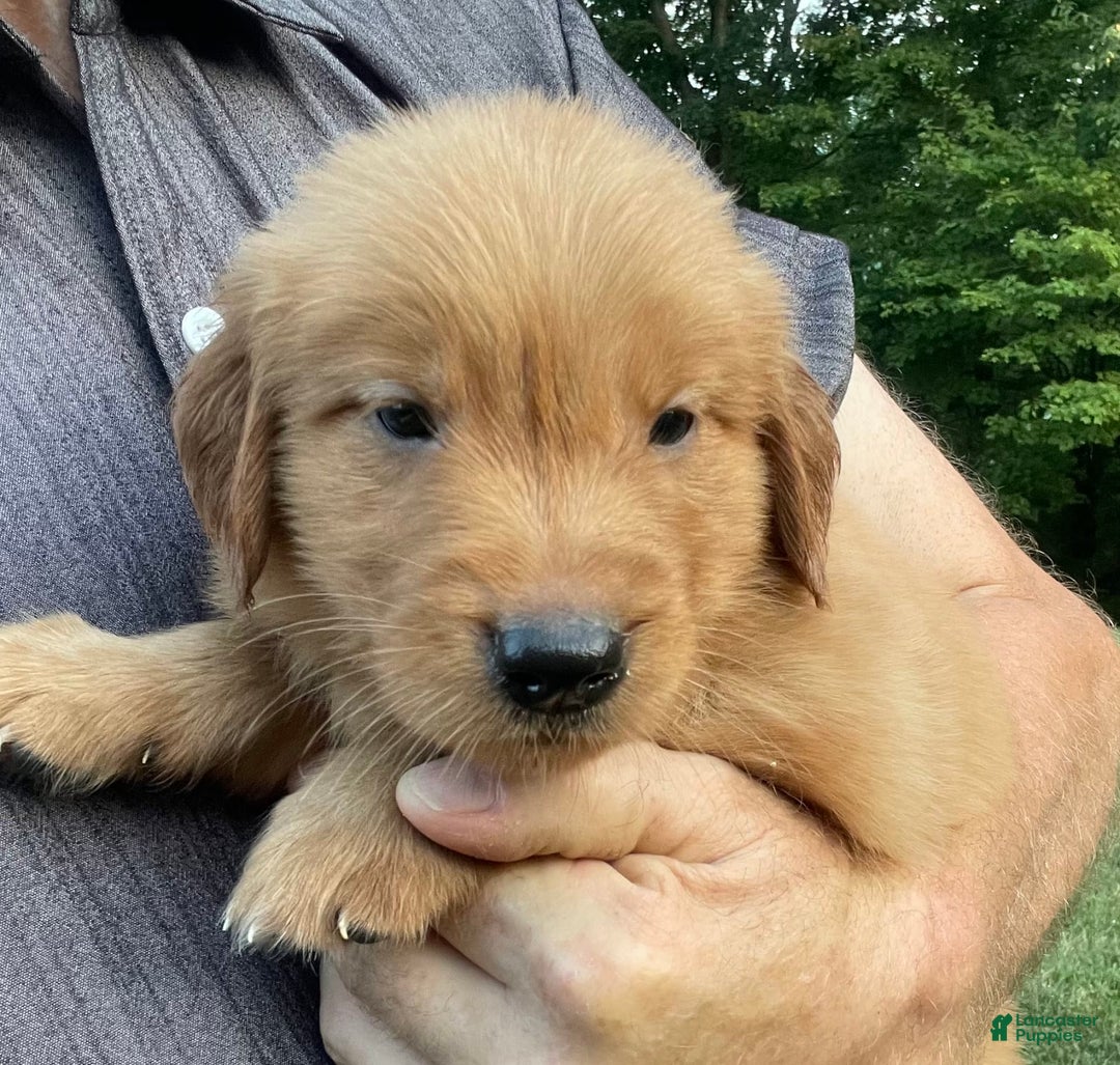 Golden Retriever dogs for sale: Champ - Image 3
