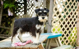 Miniature Schnauzer dogs for sale: Cinderella - Image 20