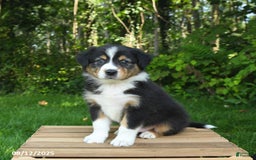 Australian Shepherd dogs for sale: Austin - Image 1