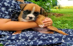 Boxer dogs for sale: Zoey - Image 5
