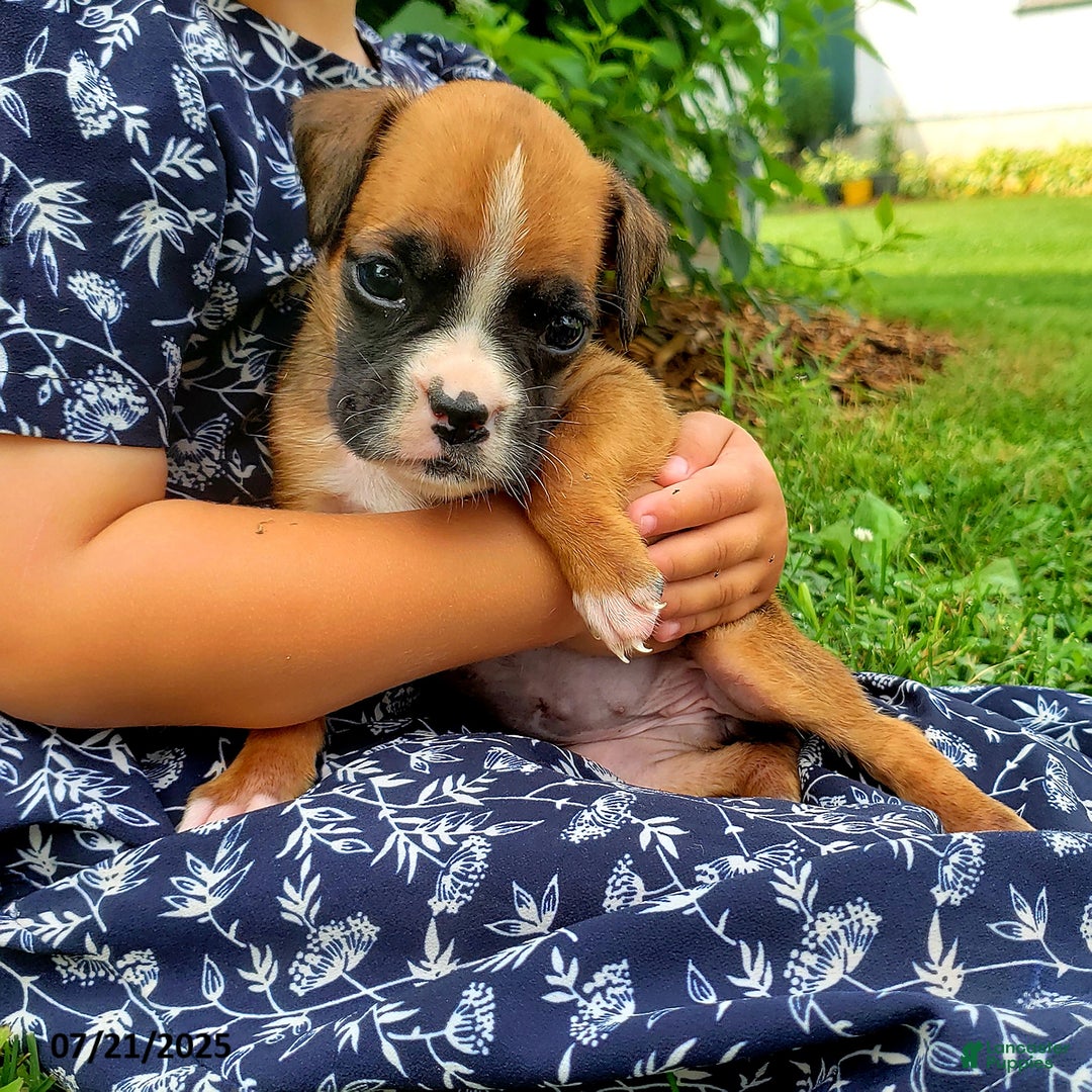 Boxer dogs for sale: Zoey - Image 5