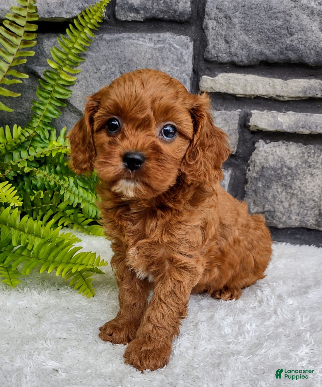 Cavapoo dogs for sale: Sadie - Image 5