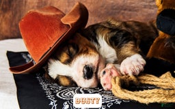 Bernedoodle dogs for sale: Dusty - Image 8