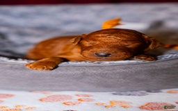 Standard Poodle dogs for sale: Trixie Orange Collar Poodle - Image 2