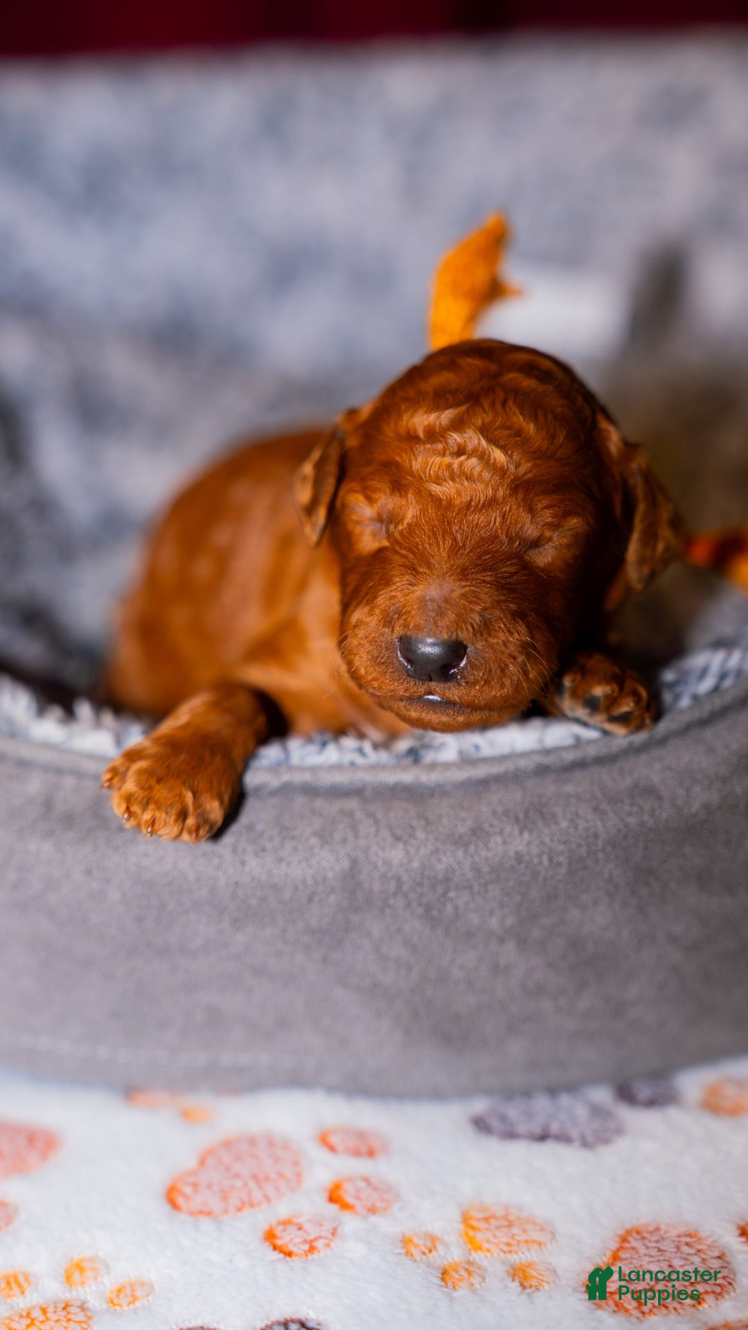 Standard Poodle dogs for sale: Trixie Orange Collar Poodle - Image 2