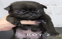 Pug dogs for sale: Runt - Champion Lines - Image 1