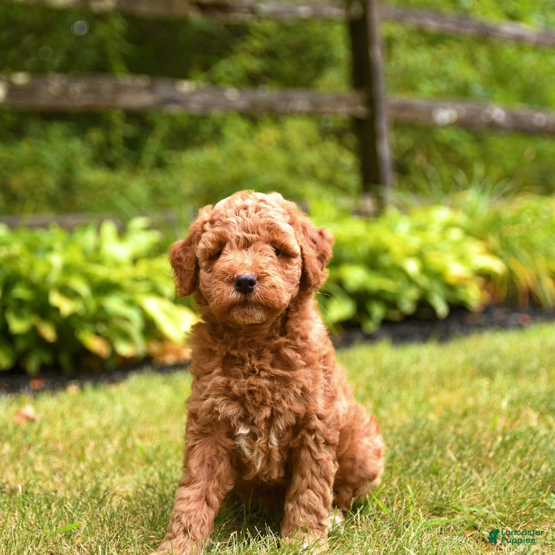 Mini Goldendoodle dogs for sale: Rita - Image 1