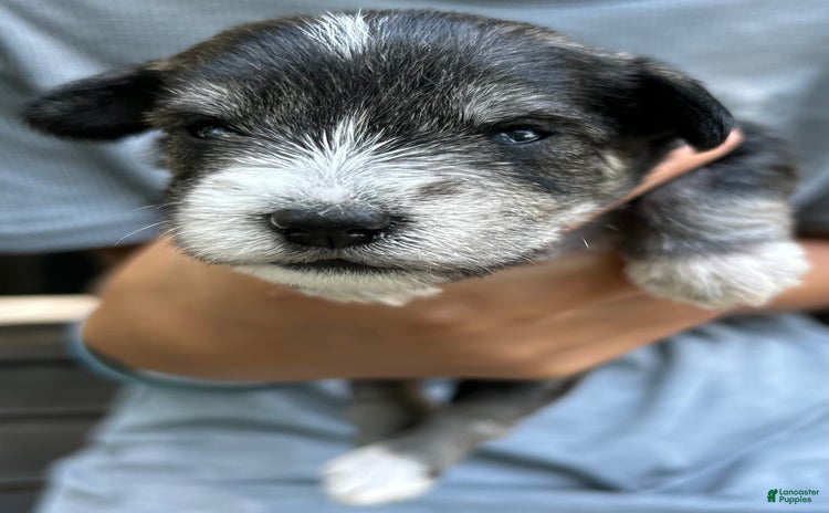 Miniature Schnauzer dogs for sale - Ad 3