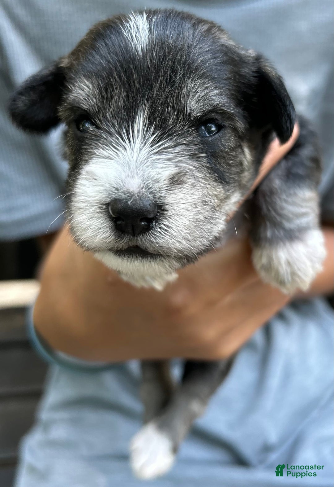 Miniature Schnauzer dogs for sale: Dash - Image 1