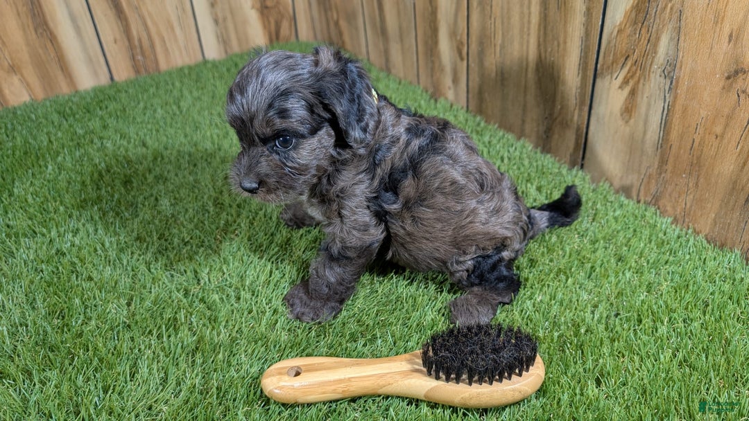 Cavapoo dogs for sale: Bertha Boy 3 - Image 3