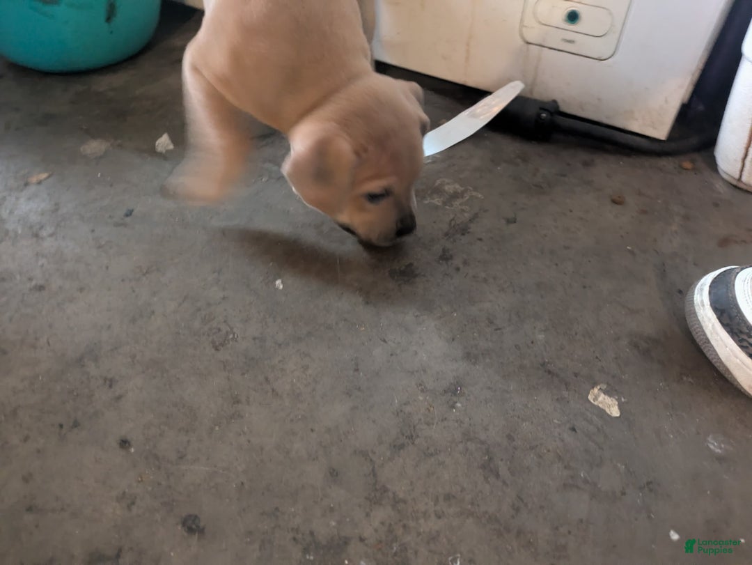 American Pit Bull Terrier dogs for sale: Ham Samy - Image 2
