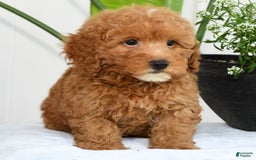 Mini Goldendoodle dogs for sale: Harver - Image 5