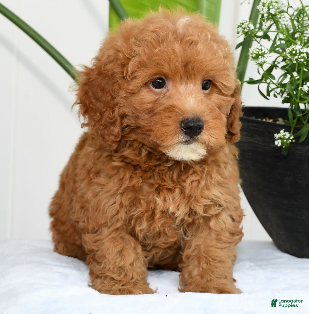 Mini Goldendoodle dogs for sale: Harver - Image 5
