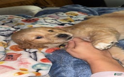 Golden Retriever dogs for sale: No Name - Image 3
