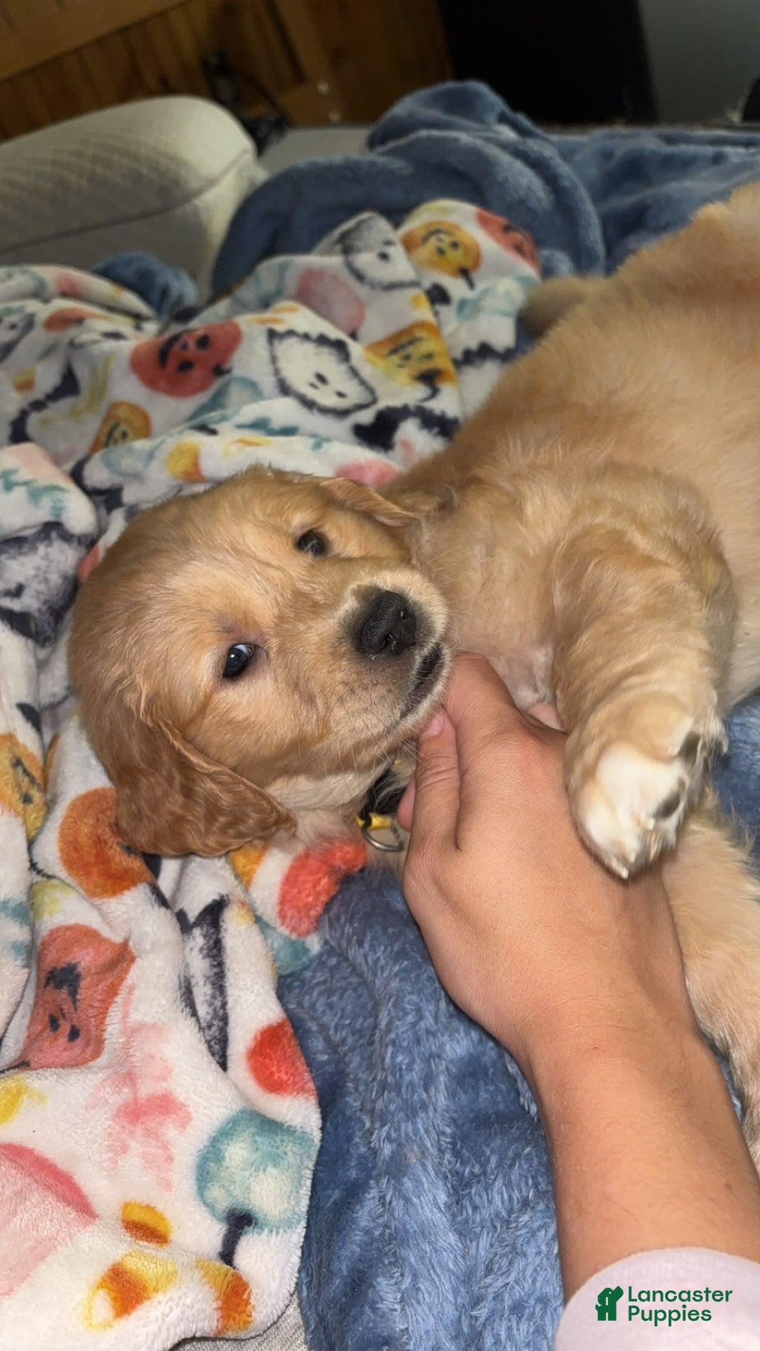 Golden Retriever dogs for sale: No Name - Image 3