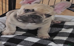 French Bulldog dogs for sale: Chocolate - Image 8