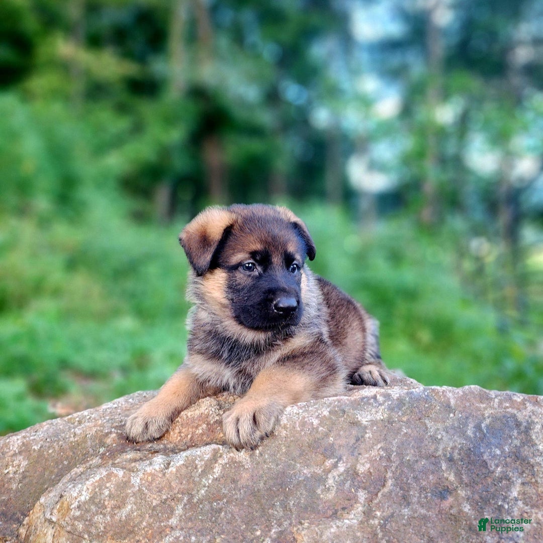 German Shepherd dogs for sale: Kaja - Image 4