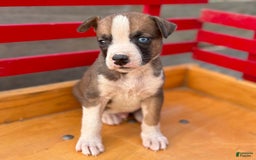 Boxer dogs for sale: Patrick - Image 2