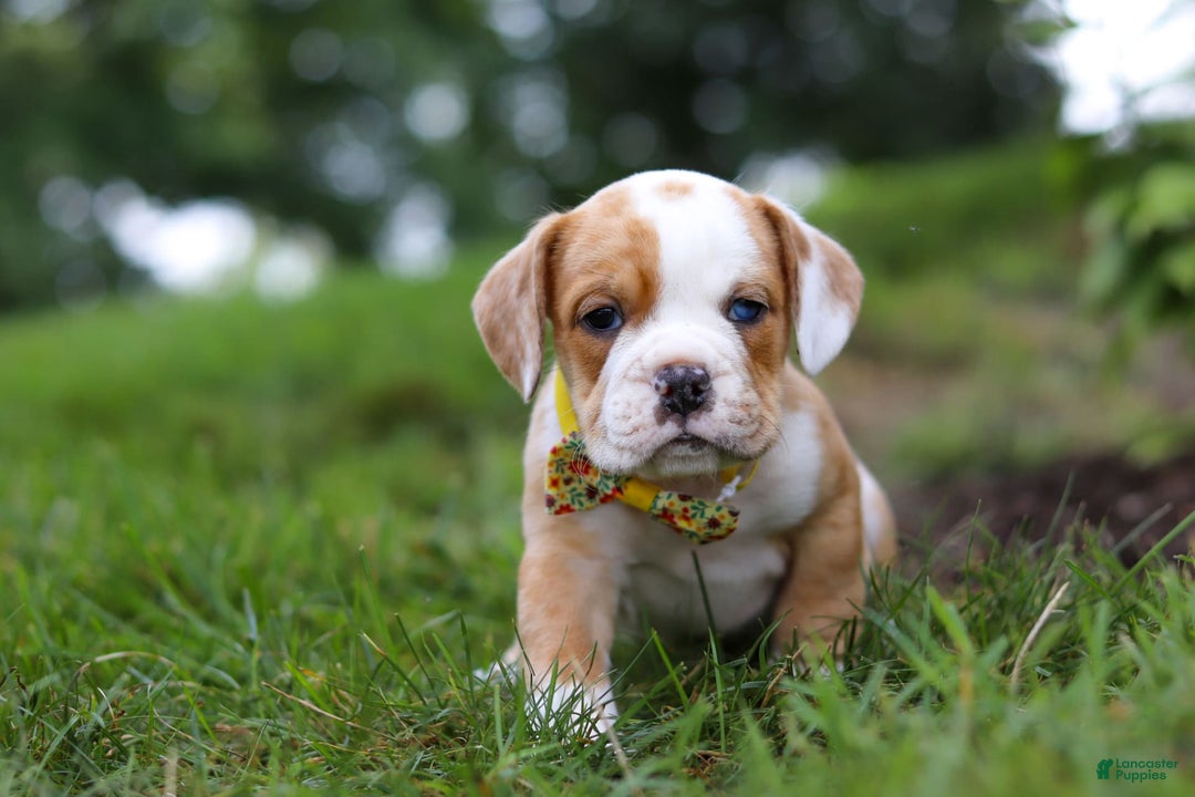 Beabull dogs for sale: Dewey - Image 9
