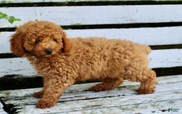 Miniature Poodle dogs for sale: Jack - Image 5