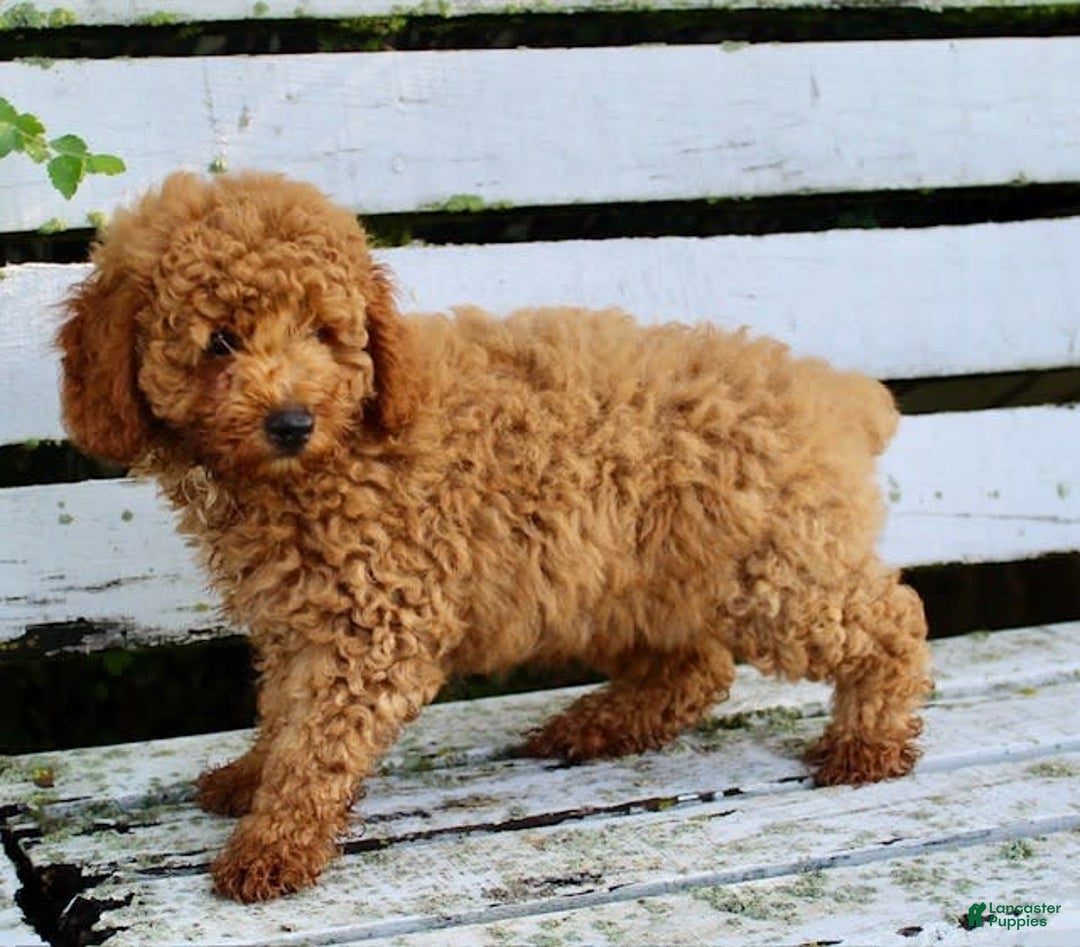 Miniature Poodle dogs for sale: Jack - Image 5