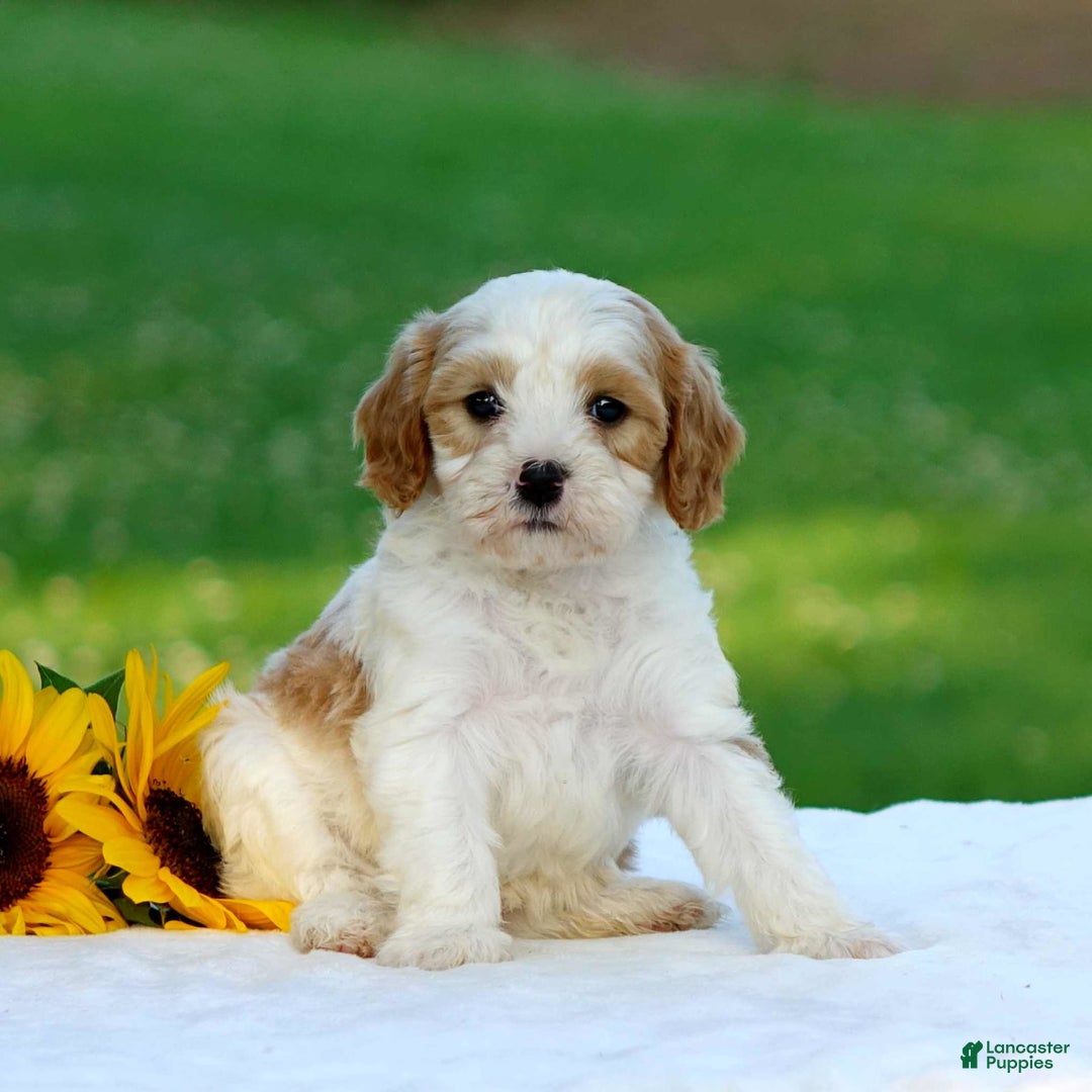 Cavapoo dogs for sale: Mason - Image 2