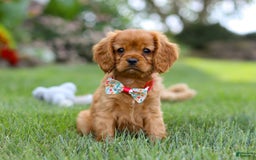Cavalier King Charles Spaniel dogs for sale: Sadie - Image 7