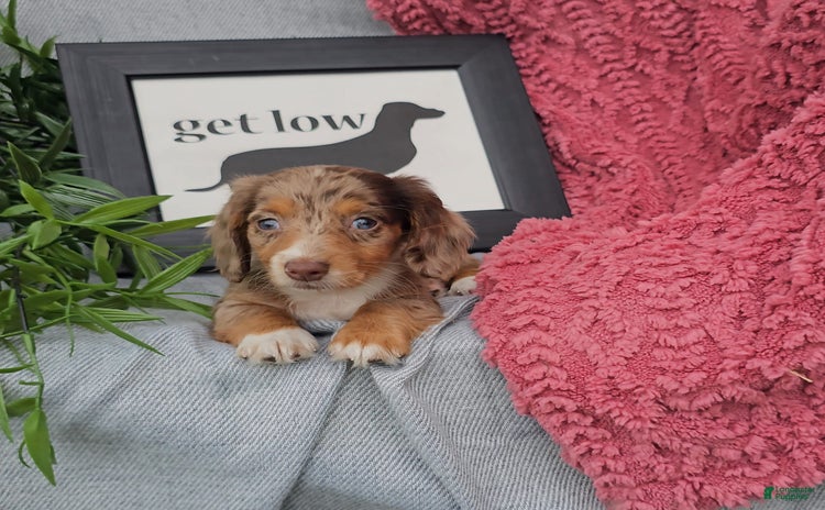 Miniature Dachshund dogs for sale - Ad 1