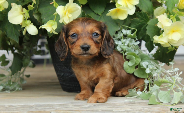 Miniature Dachshund dogs for sale - Ad 2