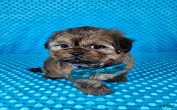 Shih Tzu dogs for sale: Koda - Image 4