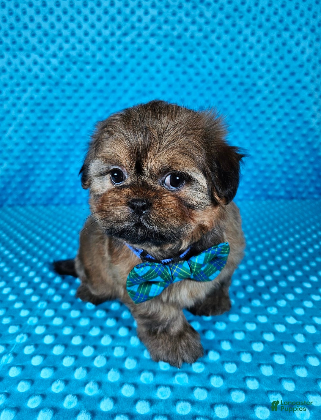 Shih Tzu dogs for sale: Koda - Image 4