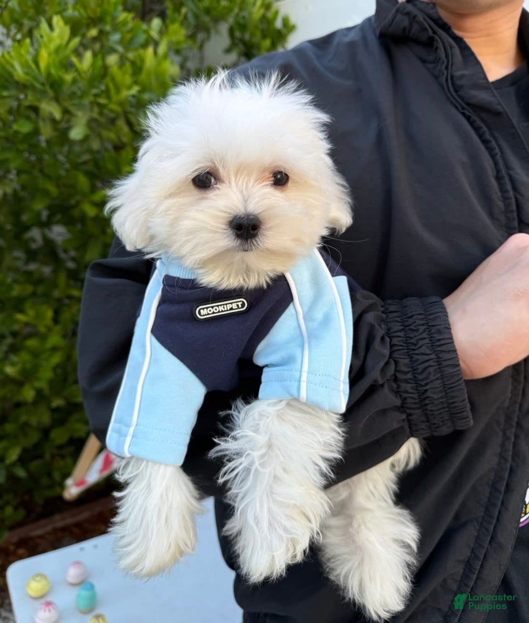 Maltese dogs for sale: Puff - Image 1
