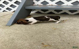 Miniature Dachshund dogs for sale: Roselyn - Image 5