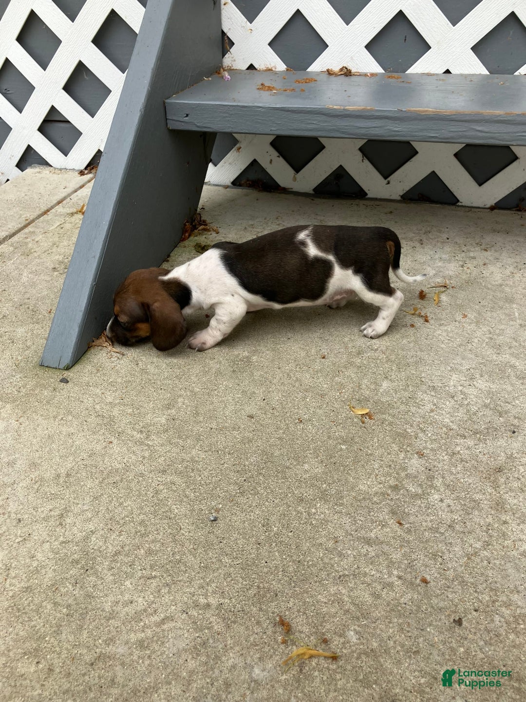 Miniature Dachshund dogs for sale: Roselyn - Image 5
