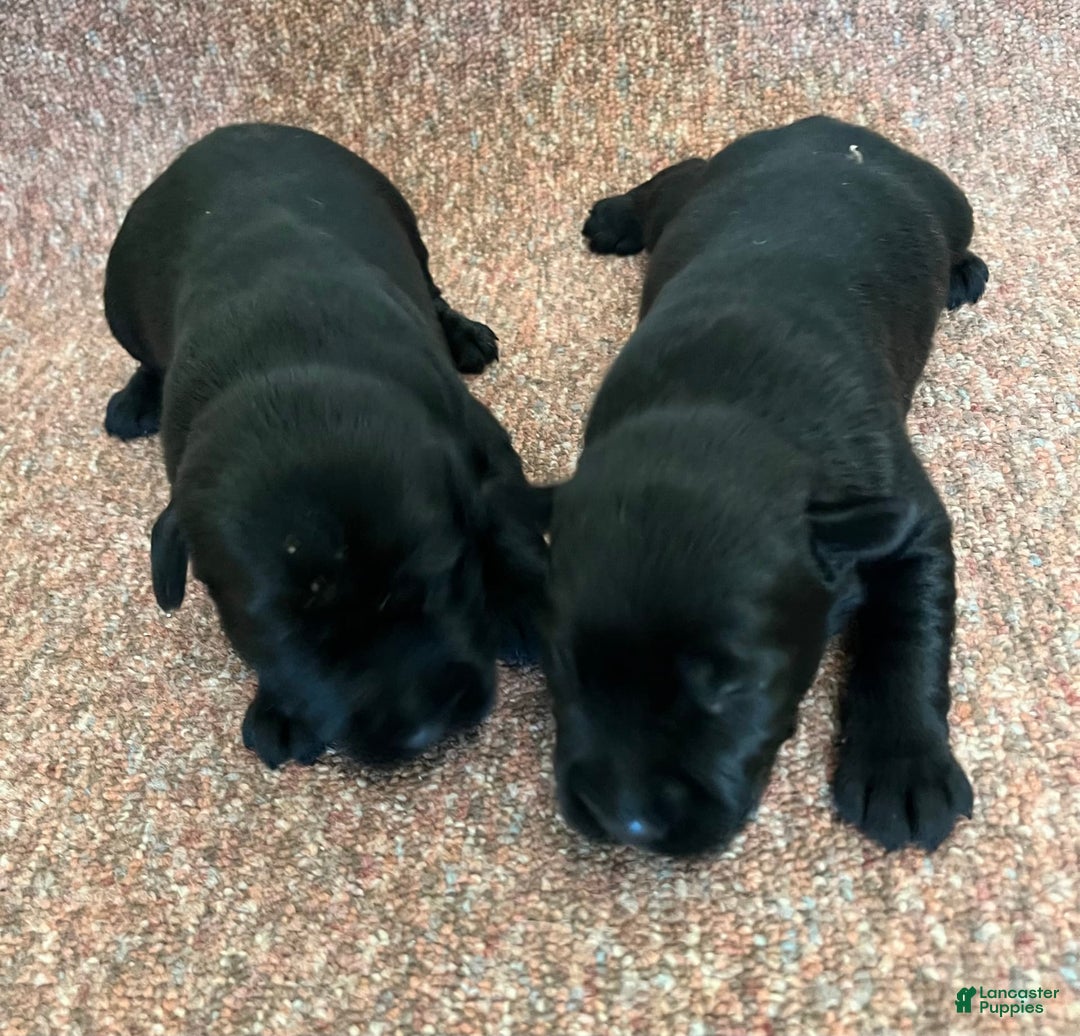 Standard Schnauzer dogs for sale: Sophie - Image 2