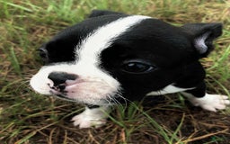 Boston Terrier dogs for sale: Fluffy - Image 2