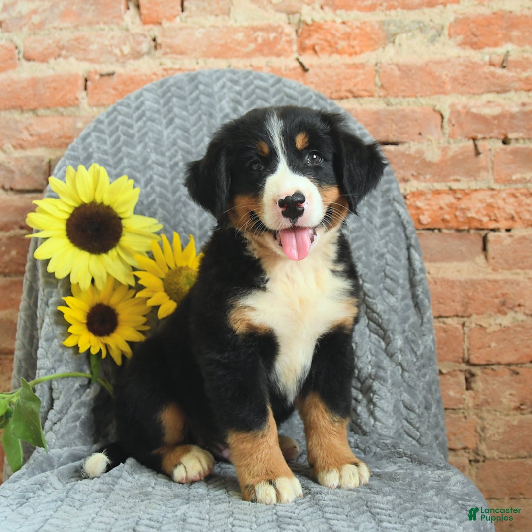 Greater Swiss Mountain Dog dogs for sale: Rocky - Image 1