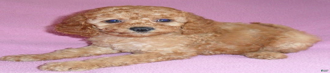 Penny