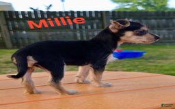 Chihuahua dogs for sale: Millie - Image 2