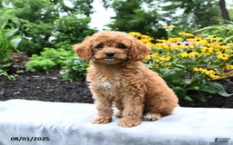 Cockapoo dogs for sale: Freeda - Image 2
