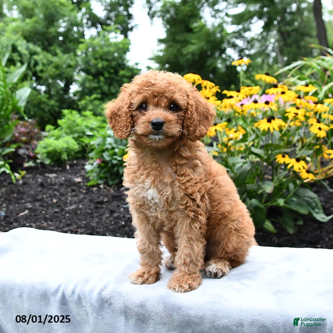 Cockapoo dogs for sale: Freeda - Image 2