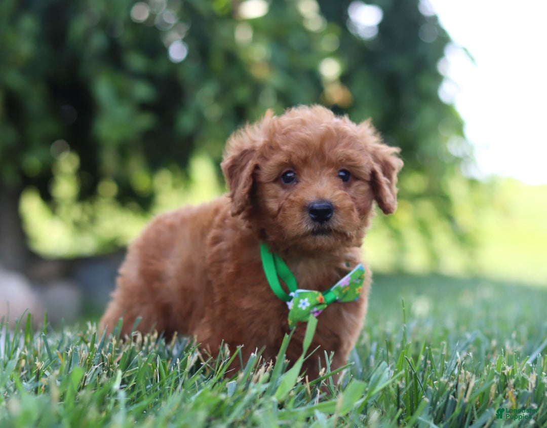 Mini Goldendoodle dogs for sale: Fletcher - Image 4