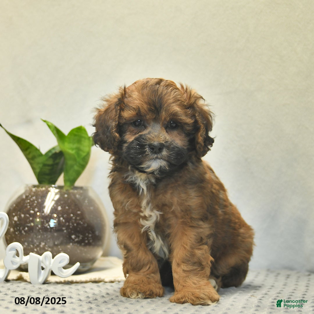 Shihpoo dogs for sale: Alex - Image 1