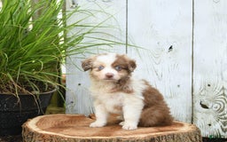 Miniature Australian Shepherd dogs for sale: Champion - Image 6