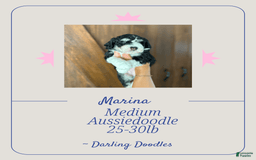 Mini Aussiedoodle dogs for sale: Marina - Image 1